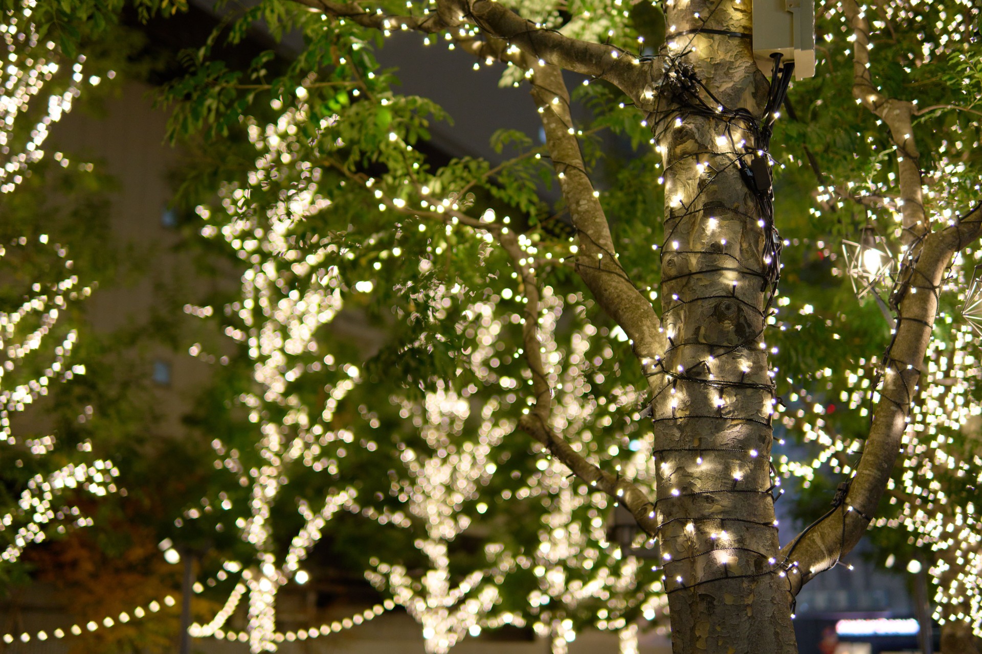 Illuminated street trees in the city